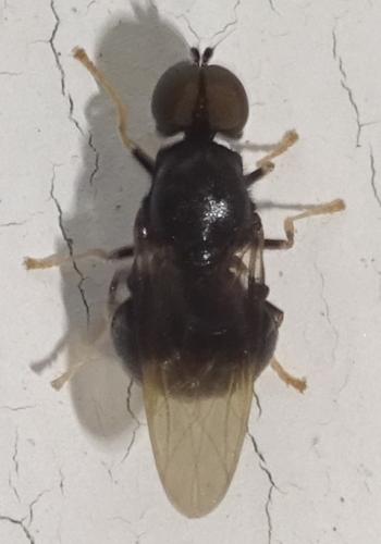 Réf. 354 654 : Pachygaster atra